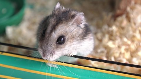 97 Siberian Hamster Stock Video Footage - 4K and HD Video Clips |  Shutterstock
