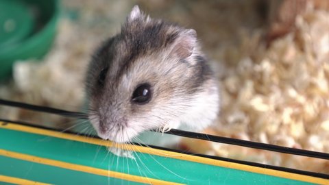 97 Siberian Hamster Stock Video Footage - 4K and HD Video Clips | Shutterstock 97 Siberian Hamster Stock Video Footage - 4K and HD Video Clips | Shutterstock