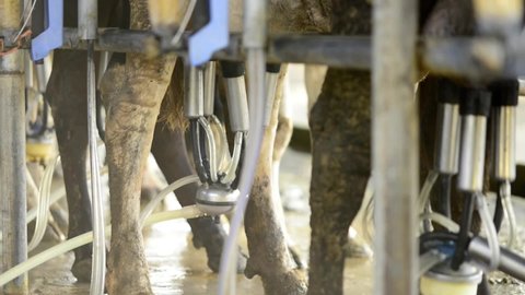 Video of brown holstein friesian cow milked by automated system