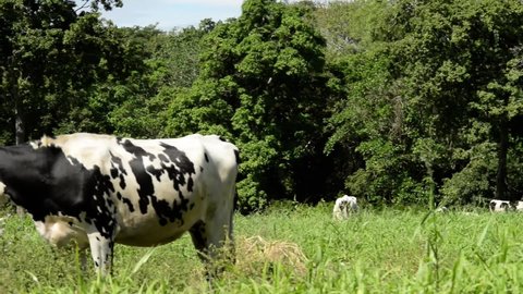 Video of brown holstein friesian cow feeding freely in the wild pastures