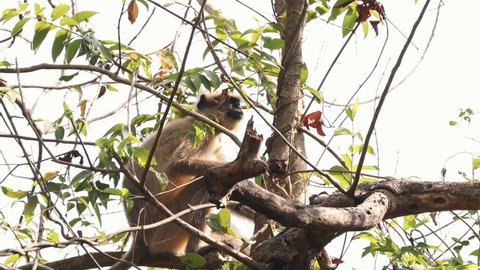 Set. Goa, India. Funny Gray Langur Monkey Eats Fresh Leaves. Monkey Climbing On Of Tree Branch.
