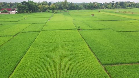 Fly over paddy rice field aerial view