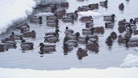 A group of wild mallard ducks and drakes swim in an icy hole in a frozen river. A flock of ducks prepares to fly to warm countries, wild ducks spend the winter on a warm river in wildlife.