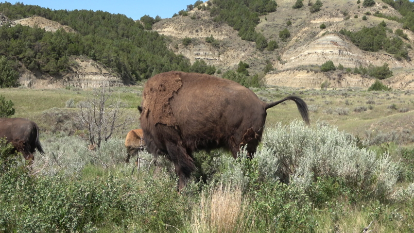 One bison walking through the grassland in the Theodore Roosevelt National Park