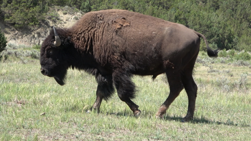 One bison walking through the grassland in the Theodore Roosevelt National Park