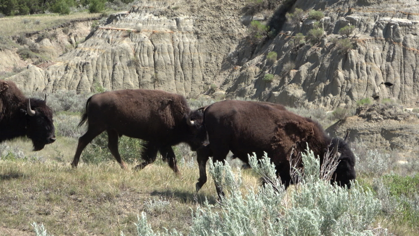 Bisons walking through the grassland in the Theodore Roosevelt National Park