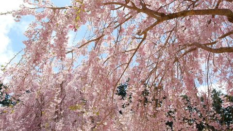 Weeping Cherry Blossoms Swaying Wind Nara Stock Footage Video (100% ...