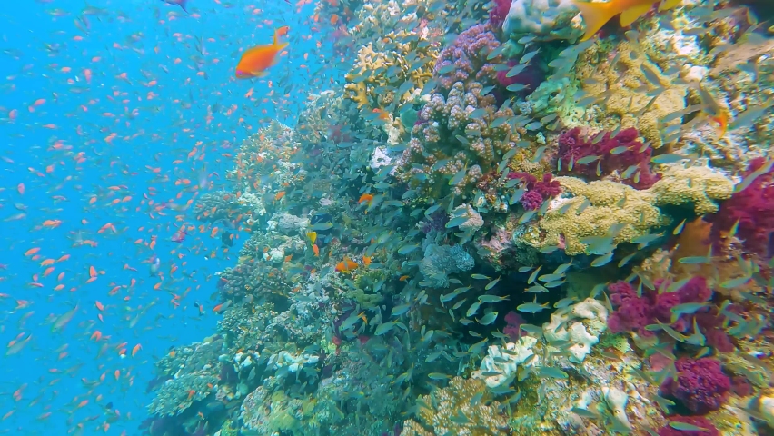 Stunning tropical coral reef scenery with shoals of anthias and glassfish yellow sweeper swimming on wall in Red Sea Royalty-Free Stock Footage #1087403444