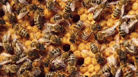 Bee Larvae and Eggs. Capped worker brood, Sealed Brood. Reproduction of Honey Bee. A honey bee colony, a honeycomb close up, beehive, beekeeping
