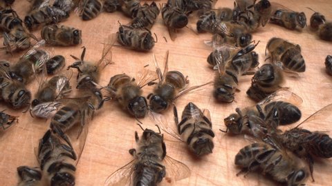 A lot of dead worker honey bees close up. Bees drop dead around 5G towers. Bee mortality. Pesticide poisoning, Bacterial diseases, Pests and parasites, Fungal diseases
