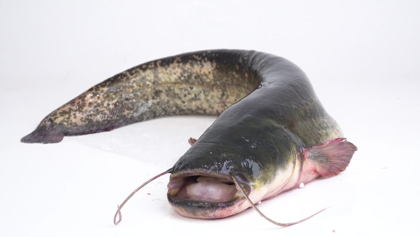 live river catfish weighing 7 kg lies and is moving on a white 