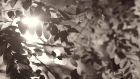 Beautiful filtered in brown color slow motion 4k video background. Green leaves of acacia trees with magic sunset sunshine and sunlight bursting through green leaves. Abstract natural sepia backdrop