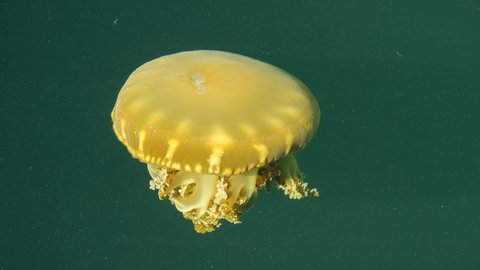 海の生き物 イラスト Stock Video Footage 4k And Hd Video Clips Shutterstock