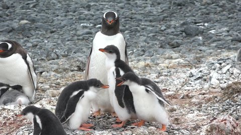 Penguins in Antarctica. Family Build Nest for Children. Couple Flapping Wings in Close-up. Antarctica Polar Winter Landscape. Behavior Of Wild Animals Adelie Penguins In Harsh Environment.