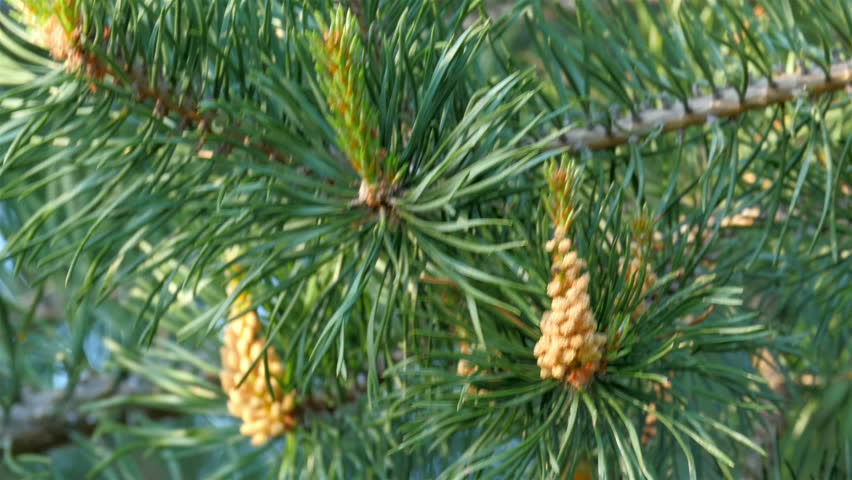 Yello pine cones on the pine trees. The pine cones are hanging on the branch of the tree