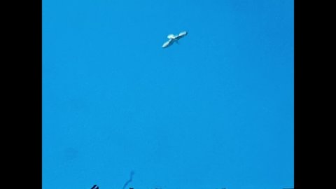 tunisi,tunisia september 27 1967:seagull flying in the sky in the 67 years