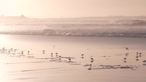 Ocean waves, many quick sandpiper birds, small sand piper plover shorebirds flock, Monterey beach wildlife, California coast sunset, USA. Sea water tide, littoral sand. Tiny fast young baby avian run.