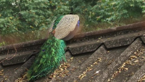 The beautiful peacock is sitting on the roof. Shakes its neck. with blur nature background