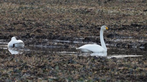 Watchful Whooper swan on a muddy field in Northern Europe.	