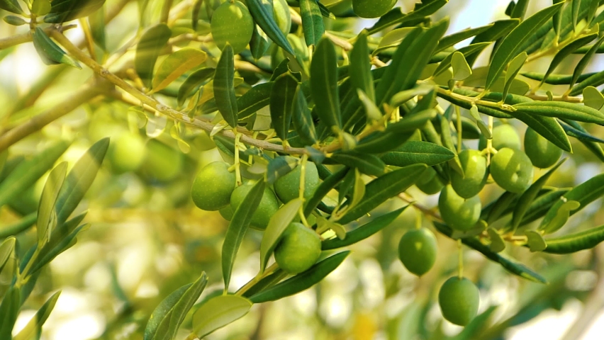 Olive tree with green ripe olives in an olive garden. Green olive tree lit by the rays of the sun, gently swinging in the wind. Slow motion footage Royalty-Free Stock Footage #1087417352