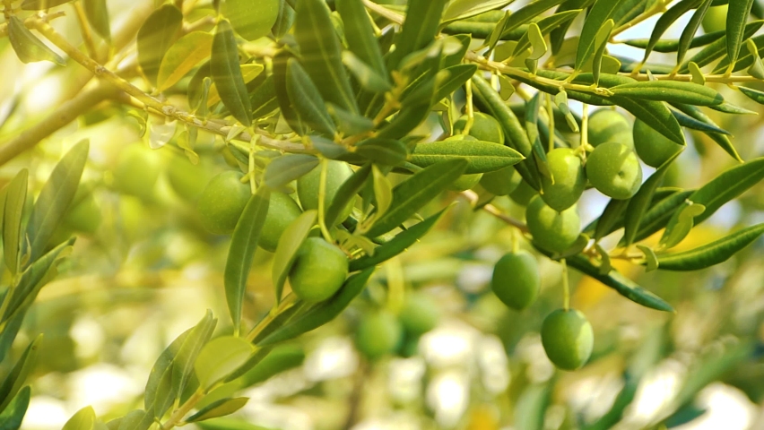 Olive tree with green ripe olives in an olive garden. Green olive tree lit by the rays of the sun, gently swinging in the wind. Slow motion footage Royalty-Free Stock Footage #1087417352