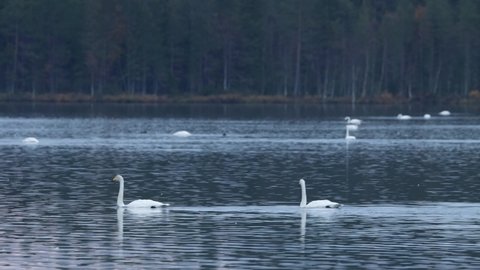Whooper swans, Cygnus cygnus swimming by on an autumn evening in Northern Finland	