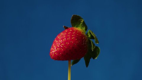 spiked strawberry rotates horizontally in front of blue screen, rotating red fruit on turning plate.