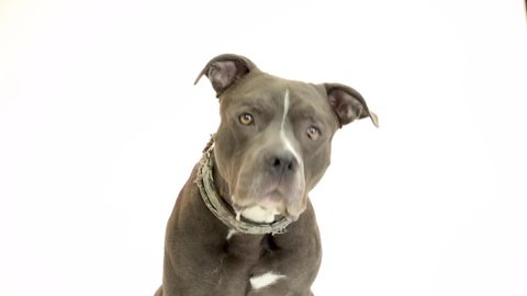 Closeup video of a hungry drooling large pit bull terrier dog with attentive expression tilting head and looking around