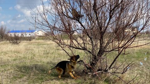 Conflict between a dog and a cat. Big German Shepherd jumps high and wants to catch a cat that is sitting on a tree. Cats versus dogs. Natural instinct of hunter.