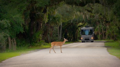 RV motorhome camper drives down scenic forest road as a deer walks into frame and stops on the road.  Nature wildlife and recreational vehicle motor home at campground.