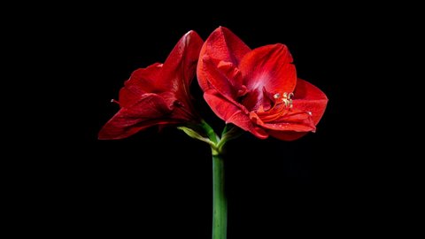 Red Amaryllis Flower Bud Opens in Time Lapse on a Black Background. Perfect Spring Plant Hippeastrum Grows Up Fast in Timelapse. Perfect Blooming Houseplant 