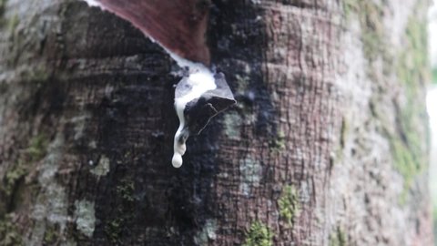 The sap of the Para tree that is dripping