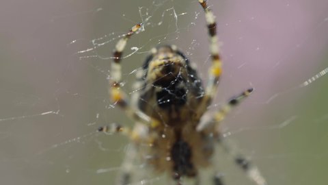 Macro Close Up Underside Of Spider Resting On Thin Web With Its Legs