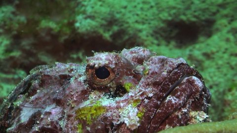 grumpy red scorpionfish sitting still on underwater sponge in Caribbean Sea, close up zoom