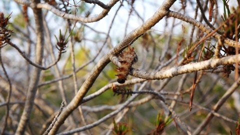 Single dead pine processionary caterpillar on tree brunch in Mediterranean area.