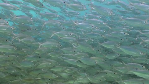 school of silvery fish in clear blue water in Caribbean sea