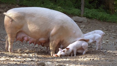Slow motion shot of Pink Pig Family with newborn babies having fun outdoors on farmland