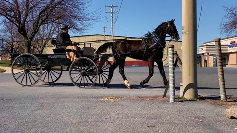 PENNSYLVANIA - CIRCA 2022 - An Amish man drives his horse and buggy to the parking lot of a strip mall, and parks it in a special area.