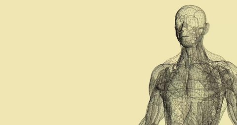 Human body 3D model in wireframe loop. Seamless anatomy of body with muscles. Backdrop animation