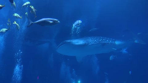 ATLANTA, GEORGIA - CIRCA 2020s - A huge whale shark swims underwater at the Georgia Aquarium in Atlanta.