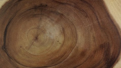Rings and texture of the old cross cut tree trunk. Wooden tree section or tree stump for background and design. Kitchenware table or interior design surface. Forestry industry.