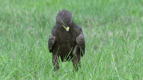 Lesser spotted eagle Aquila pomarina close up in summer is hunting on the ground. The eagle turns its head and looks around. The eagle arrives and begins to eat.