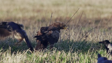 lesser spotted eagle (Aquila pomarina). Sitting on the ground in the spring morning and eat a dead bird. The eagle waving its wings, looks around and fighting for food with crows.