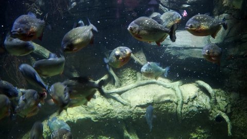 Aquarium piranhas. Feeding aquarium piranhas with raw meat or fish. Stock video. High quality 4k footage