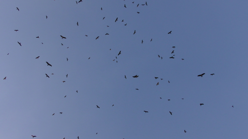 Black kite Milvus migrans is a medium-sized bird of prey in the family Accipitridae, timelapse during sunset