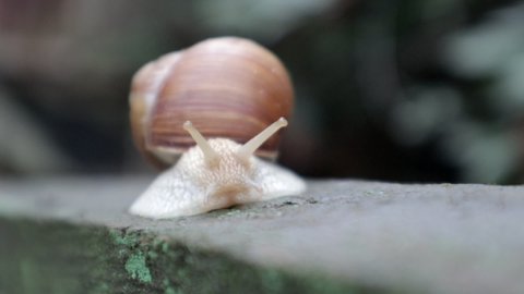 Large crawling garden snail with a striped shell. A large white mollusc with a brown striped shell. Summer day in the garden. Burgundy, Roman snail with blurred background. Helix promatia.