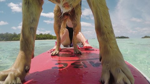A dog paddleboards together with the people  in Muri laggon in Rarotonga, Cook Islands