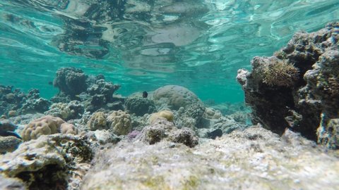 The underwater world on the island of Rarotonga. Snorkeling in the Muri lagoon.