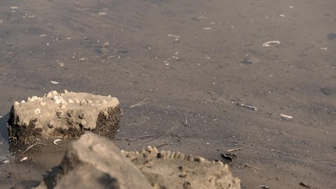 4K - Lake shoreline with rocks, barnacles, foam, sand, shells, and drifting particles
