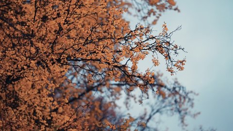 A close-up of colorful yellow leaves of the birch tree on the delicate thin branches against the blue sky. Slow-motion, pan follow